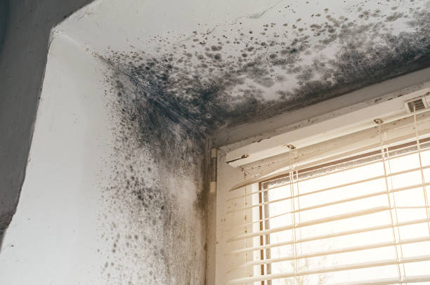 Affordable Mold Cleanup solutions in Sharon, TN